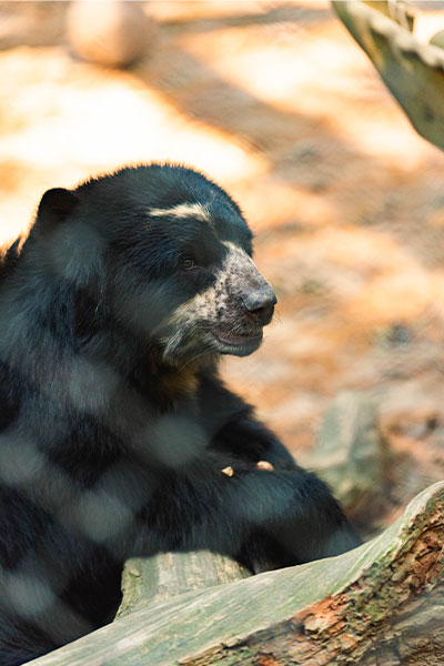 Andean bear