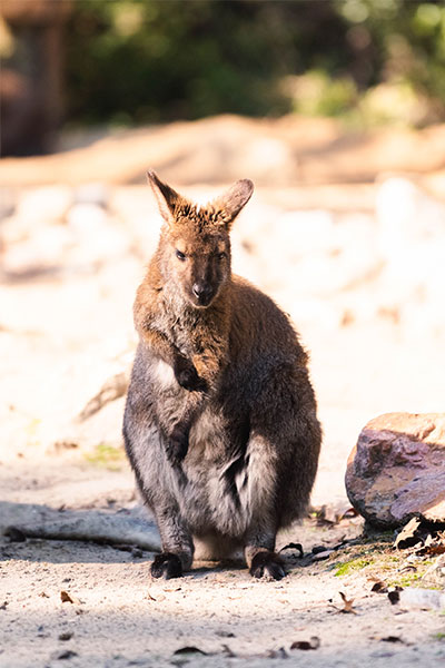 Wallaby